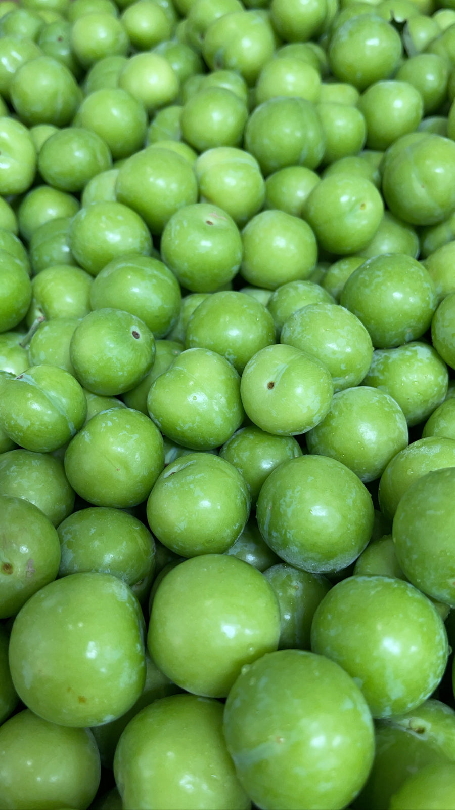 Carraz (Sour Plums, Generreg)